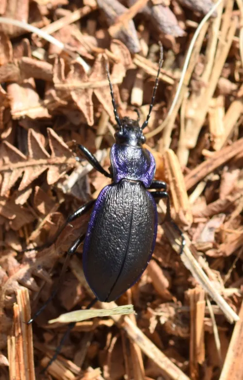 Carabus problematicus - photo 4