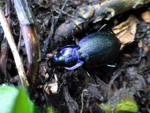 Carabus problematicus - photo 5