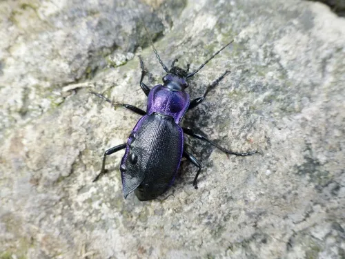 Carabus problematicus - photo 6
