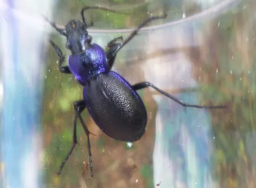Carabus problematicus - photo 7
