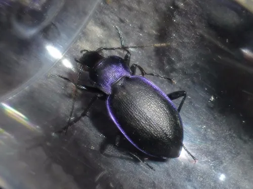 Carabus problematicus - photo 8