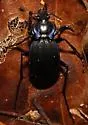 Woodland Ground Beetle