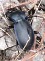 Woodland Ground Beetle - photo 2