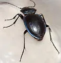 Woodland Ground Beetle - photo 3