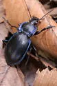 Woodland Ground Beetle - photo 4