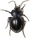 Woodland Ground Beetle - photo 5