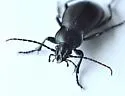 Carabus taedatus - photo 2