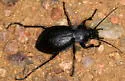 Carabus taedatus - photo 3