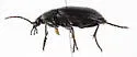 Carabus taedatus - photo 4