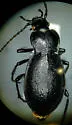 Carabus taedatus - photo 5