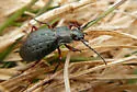 Carabus truncaticollis - photo 2