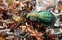 Carabus truncaticollis - photo 3