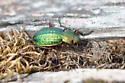 Carabus truncaticollis - photo 4