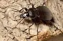 Carabus vinctus - photo 2