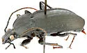 Carabus vinctus - photo 3