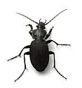 Carabus vinctus - photo 4