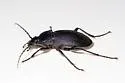 Carabus vinctus - photo 5