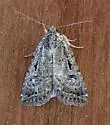 Caradrina atrostriga - Hodges#9659