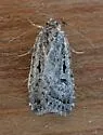Caradrina atrostriga - Hodges#9659 - photo 2