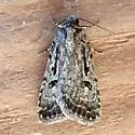 Caradrina atrostriga - Hodges#9659 - photo 3