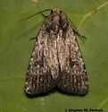 Caradrina beta - Hodges#9655.1 - Caradrina beta