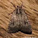 Caradrina beta - Hodges#9655.1 - photo 2
