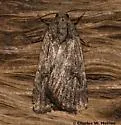 Caradrina beta - Hodges#9655.1 - photo 3