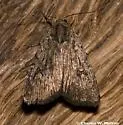 Caradrina beta - Hodges#9655.1 - photo 4