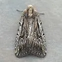 Caradrina beta - Hodges#9655.1 - photo 5