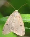 Rare Sand Quaker - Hodges#9654