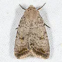 Rare Sand Quaker - Hodges#9654 - photo 2