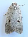 Rare Sand Quaker - Hodges#9654 - photo 3