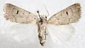 Rare Sand Quaker - Hodges#9654 - photo 4