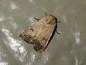 Rare Sand Quaker - Hodges#9654 - photo 5
