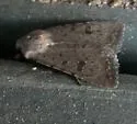 Civil Rustic - Hodges#9656