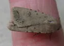 Civil Rustic - Hodges#9656 - photo 2
