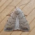 Civil Rustic - Hodges#9656 - photo 3