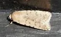 Speckled Rustic - Hodges#9657 - photo 2