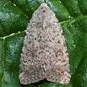 Speckled Rustic - Hodges#9657 - photo 3