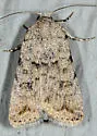 Speckled Rustic - Hodges#9657 - photo 4