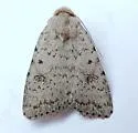 Speckled Rustic - Hodges#9657 - photo 5