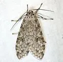 Carales arizonensis - Hodges#8226 - photo 3