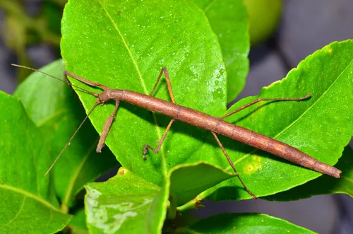 Indian Stick Insect