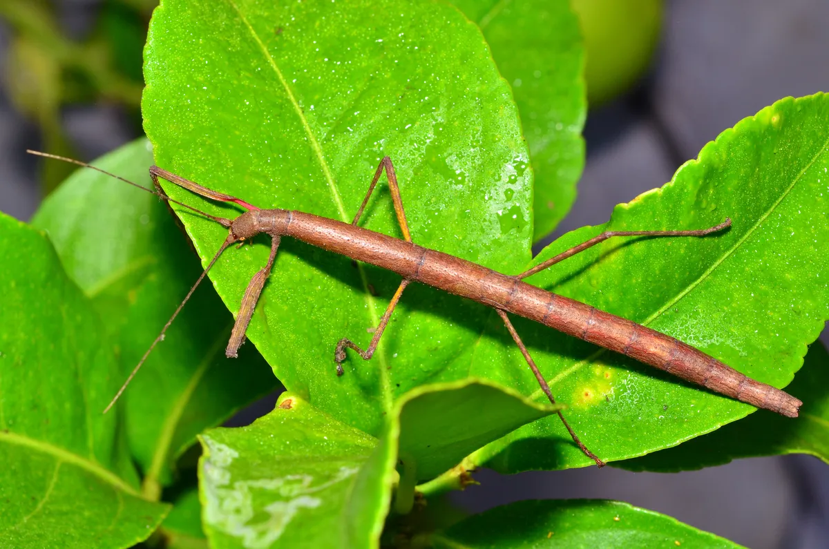 Indian Stick Insect - photo 2