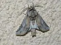 Carboniclava alpica - Hodges#8013 - Carboniclava alpica