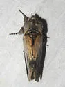 Carboniclava alpica - Hodges#8013 - photo 4