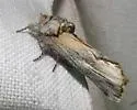 Carboniclava alpicoides - Hodges#8013.1
