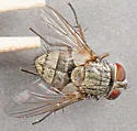 Carcelia amplexa - Carcelia amplexa