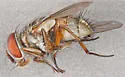 Carcelia amplexa - photo 2