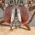 Carcelia amplexa - photo 3